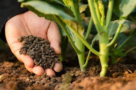 Fertiliser son jardin au Maroc