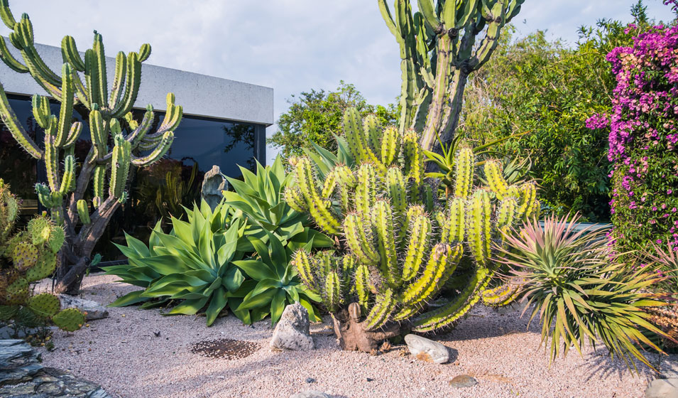 Réaliser son jardin sec au Maroc