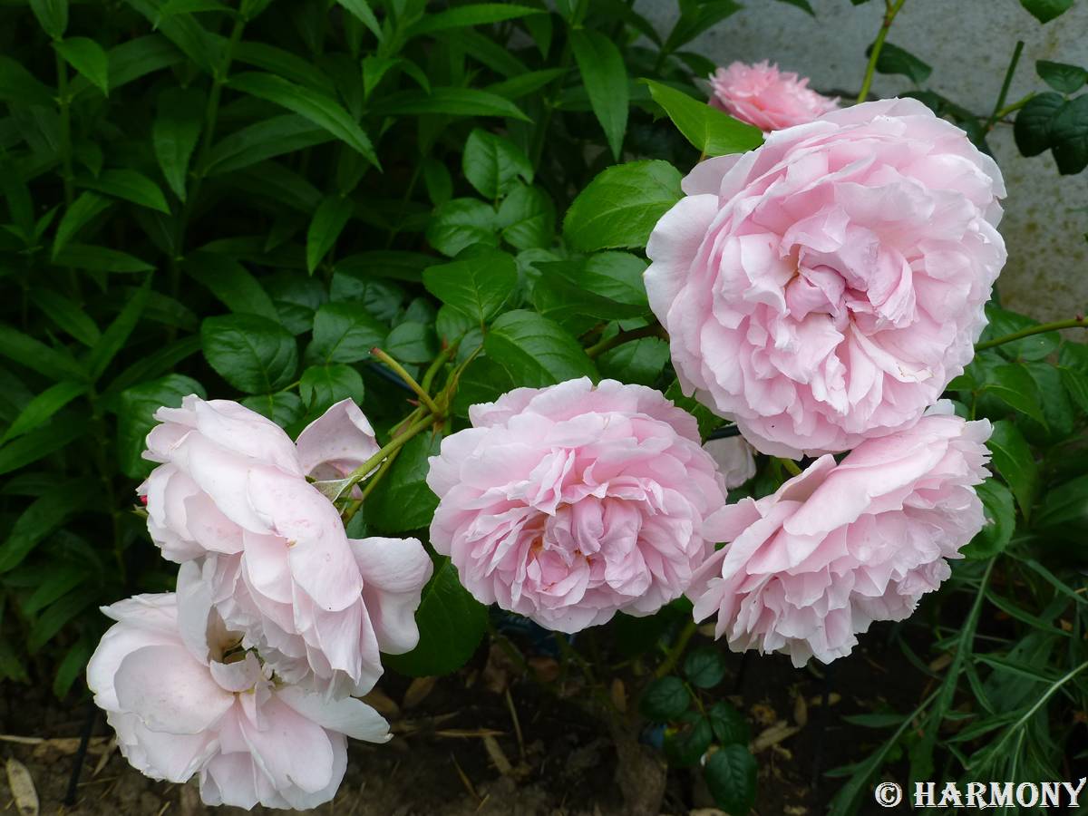 Cultiver les roses au Maroc