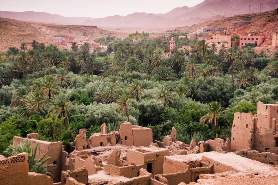 Les palmiers au Maroc